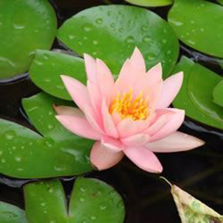Picture for category Hardy Water Lilies