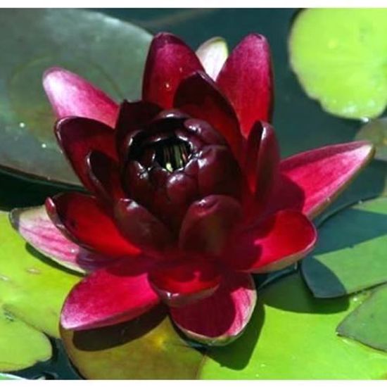 Almost Black Water Lily