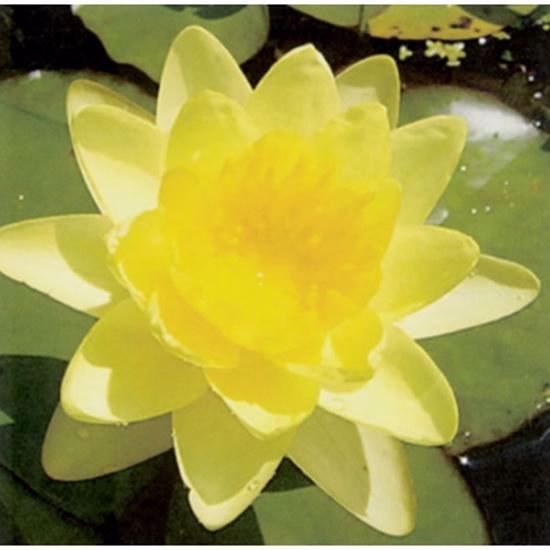 Chromatella Water Lily