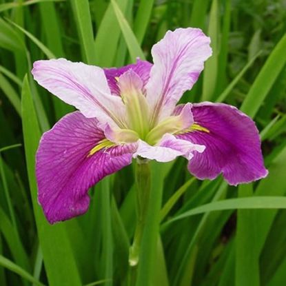 Colorific Bi-Color Louisiana Iris