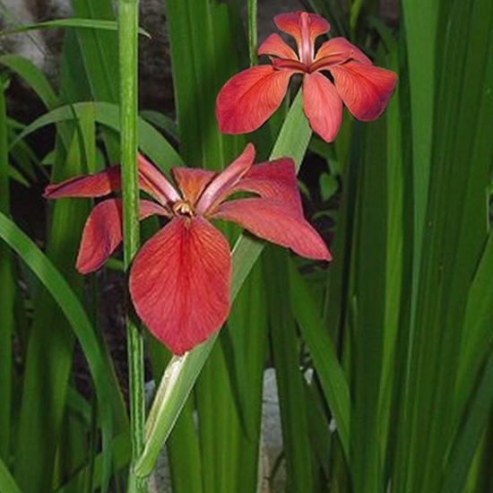 Red Fulva Iris